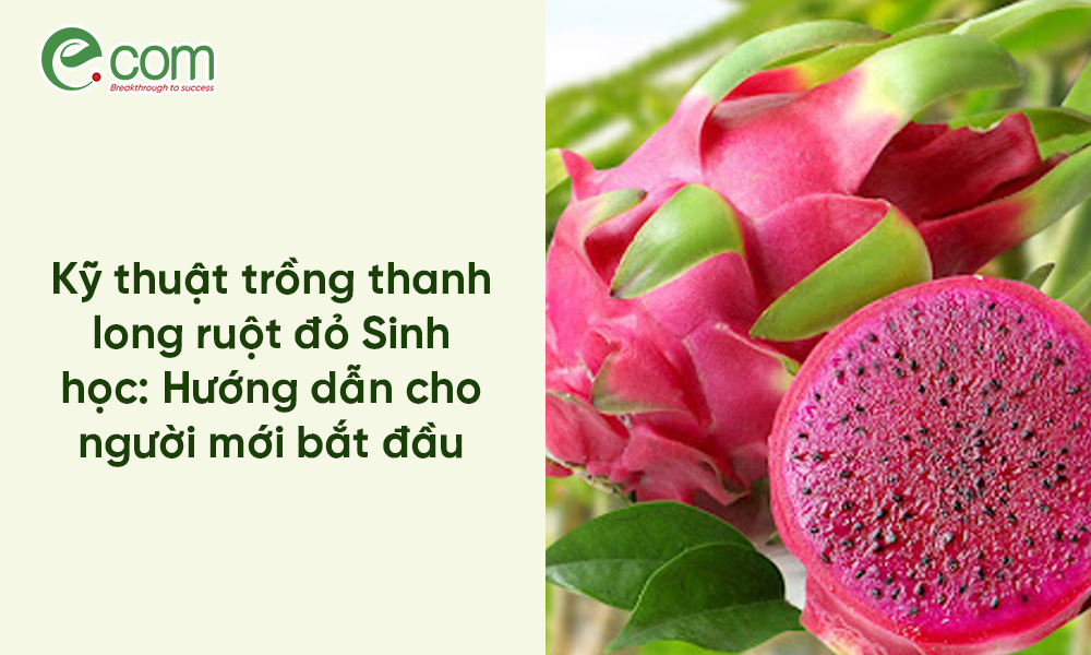 trồng thanh long ruột đỏ