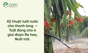 tưới nước cho thanh long