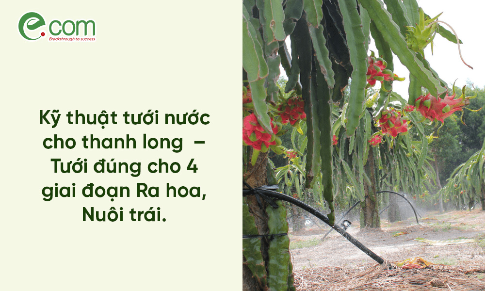 tưới nước cho thanh long
