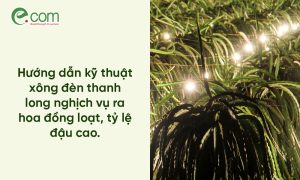 xông đèn thanh long