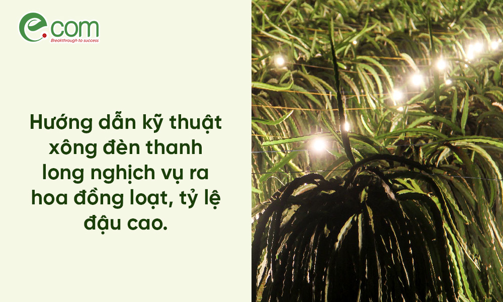 xông đèn thanh long