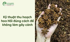 thu hoạch hoa hồi