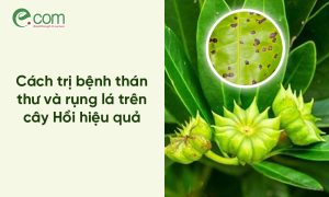 Bệnh Thán Thư Trên Cây Hồi