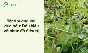 Bệnh sương mai dưa hấu