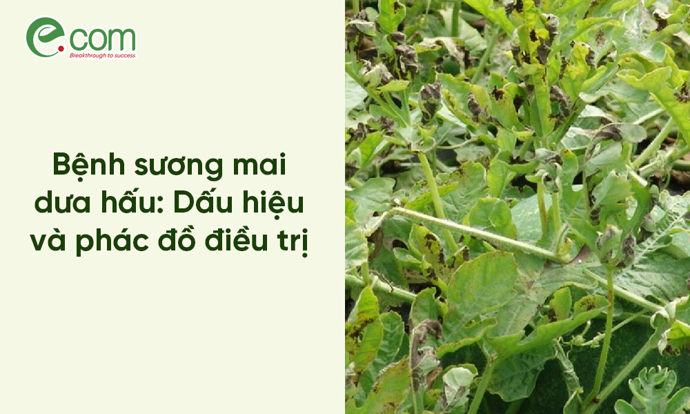 Bệnh sương mai dưa hấu