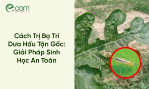 Bọ Trĩ Dưa Hấu