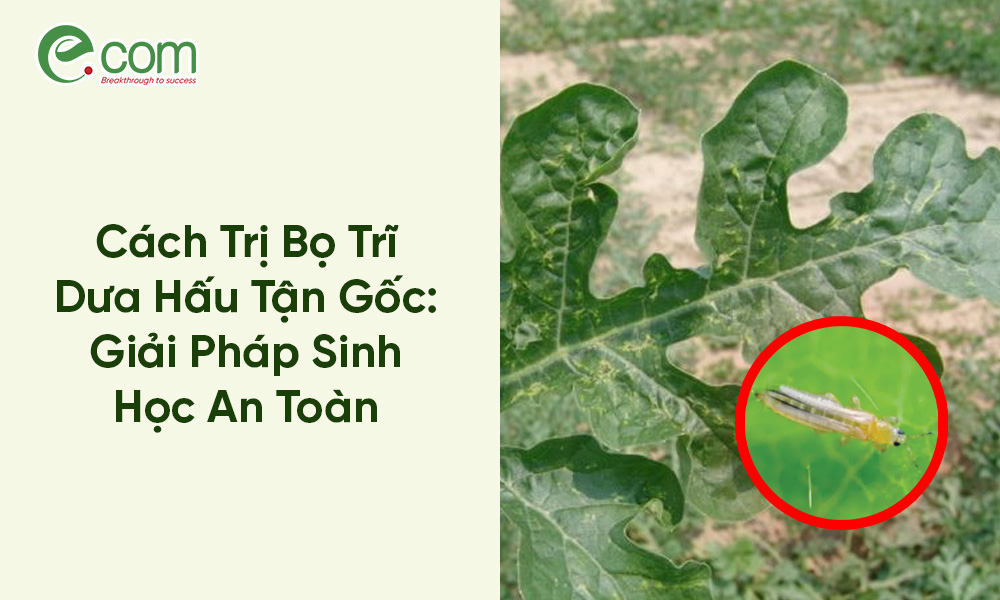 Bọ Trĩ Dưa Hấu