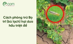 Bọ Trĩ Hại Dưa Hấu