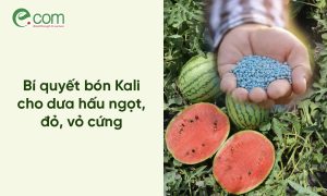 Bón Kali Cho Dưa Hấu