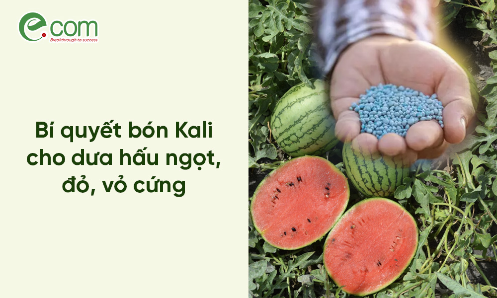 Bón Kali Cho Dưa Hấu