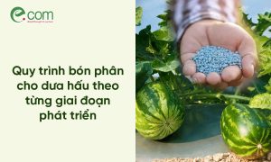 Bón Phân Cho Dưa Hấu