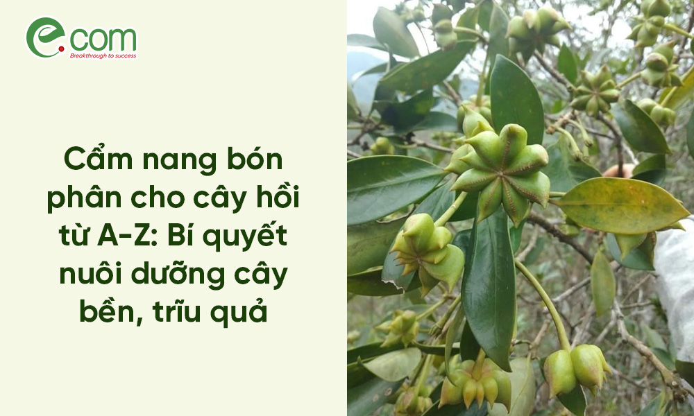 Bón phân cho cây hồi