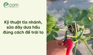 Tỉa Nhánh Dưa Hấu