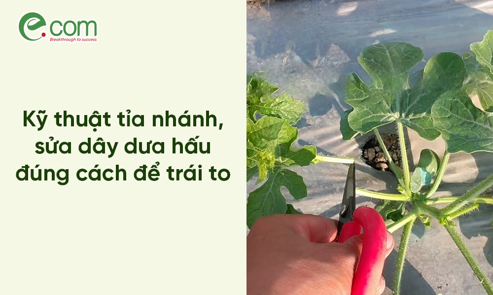Tỉa Nhánh Dưa Hấu
