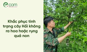 Cây Hồi Không Ra Hoa