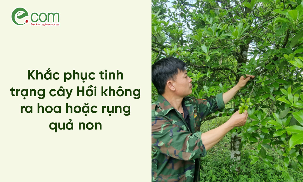 Cây Hồi Không Ra Hoa