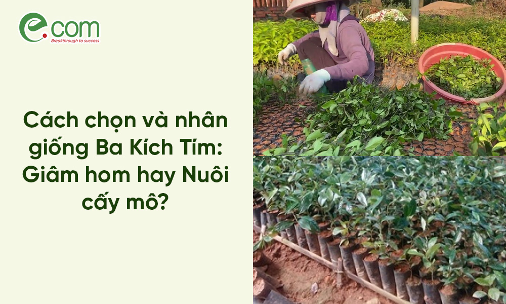Cây giống Ba Kích Tím