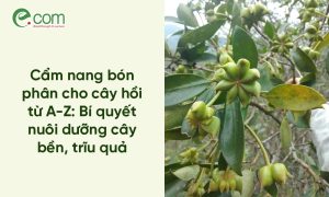 Đất Trồng Cây Hồi