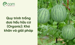 Dưa Hấu Hữu Cơ