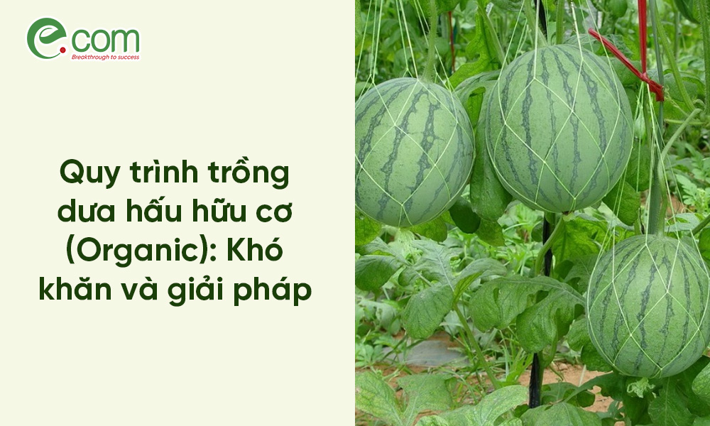 Dưa Hấu Hữu Cơ