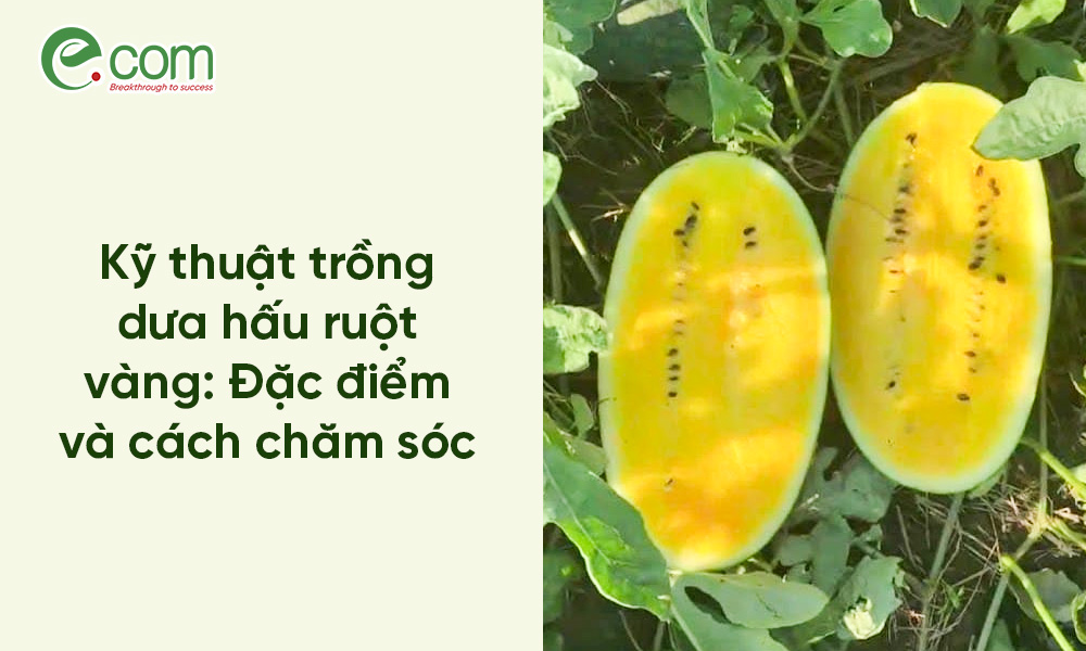 Dưa Hấu Ruột Vàng