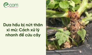 Dưa hấu bị nứt thân xì mủ