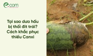 Dưa hấu bị thối đít trái