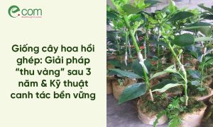 Giống cây hoa hồi ghép