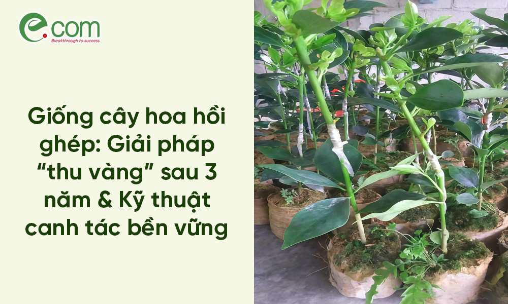 Giống cây hoa hồi ghép