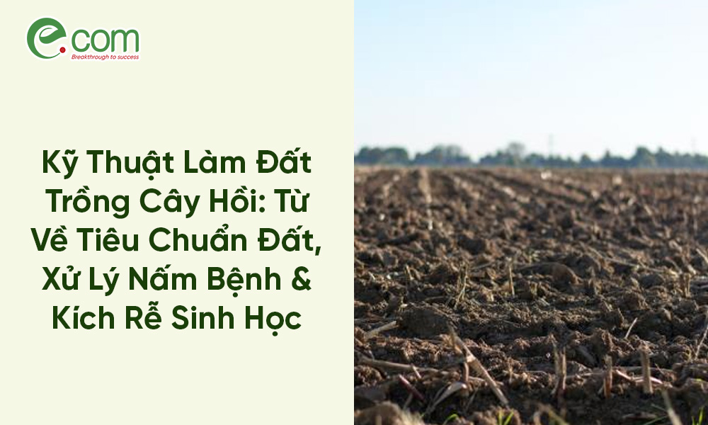 Kỹ thuật trồng cây Hoa Hồi