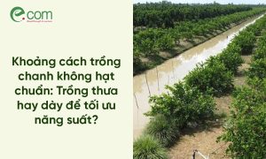 Kỹ thuật trồng chanh