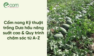 Kỹ thuật trồng dưa hấu
