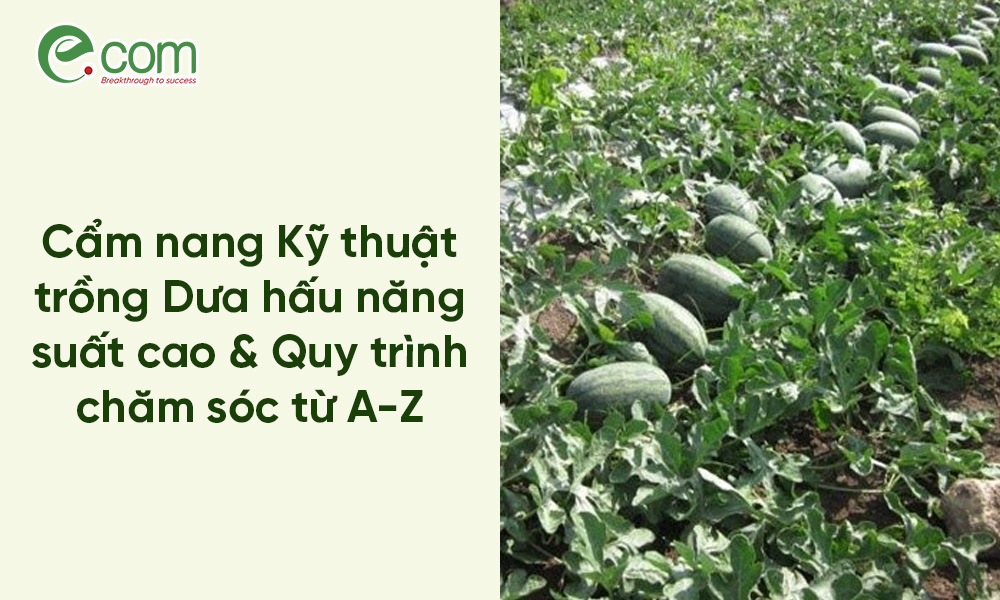 Kỹ thuật trồng dưa hấu