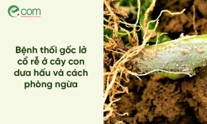 Lở Cổ Rễ Dưa Hấu