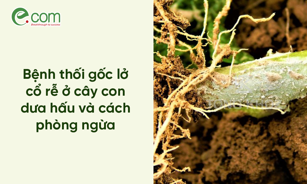 Lở Cổ Rễ Dưa Hấu