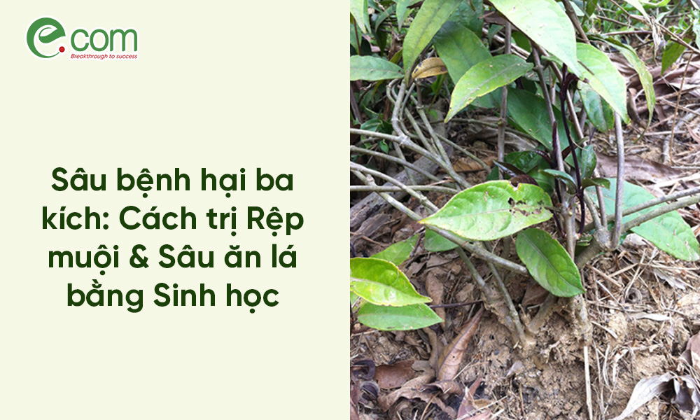 Sâu bệnh hại ba kích