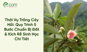 Thời Vụ Trồng Cây Hồi