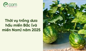 Thời vụ trồng dưa hấu