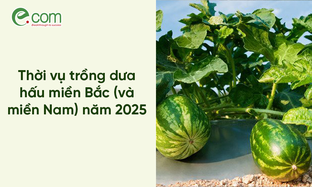 Thời vụ trồng dưa hấu