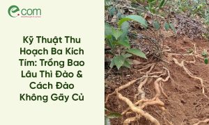 Thu Hoạch Ba Kích Tím