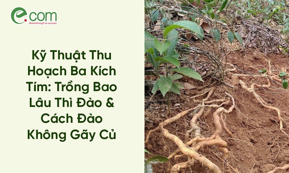 Thu Hoạch Ba Kích Tím