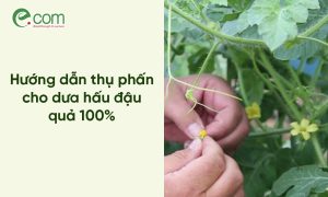Thụ Phấn Cho Dưa Hấu