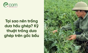 Trồng dưa hấu ghép
