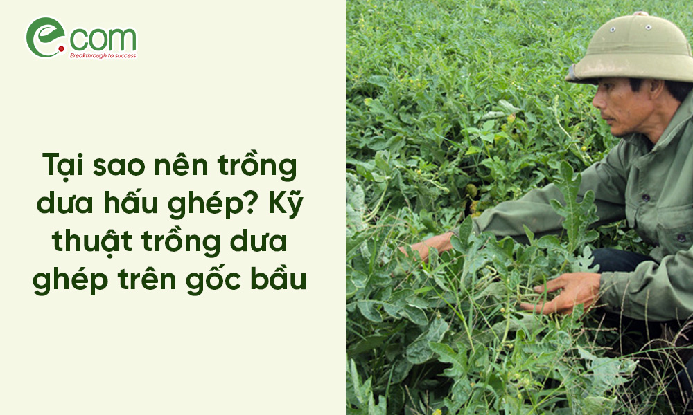 Trồng dưa hấu ghép