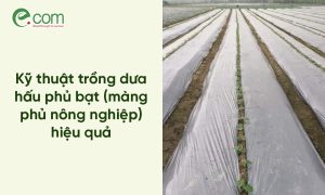 Dưa Hấu Phủ Bạt