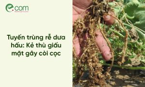 Tuyến Trùng Hại Dưa Hấu