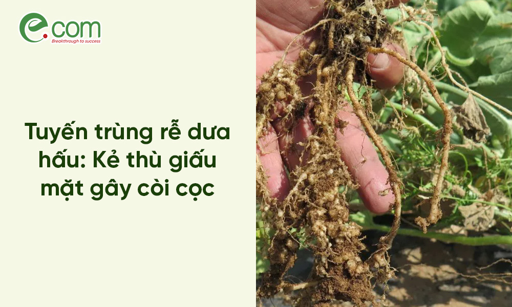 Tuyến Trùng Hại Dưa Hấu