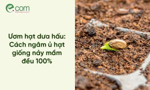 Ủ Hạt Dưa Hấu