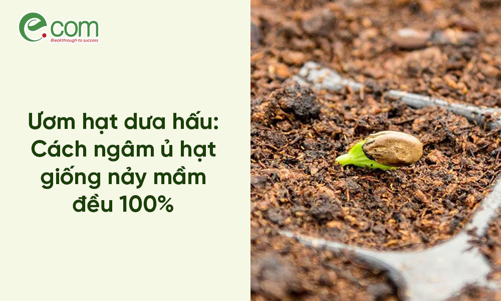 Ủ Hạt Dưa Hấu