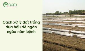 Xử lý đất trồng Dưa hấu